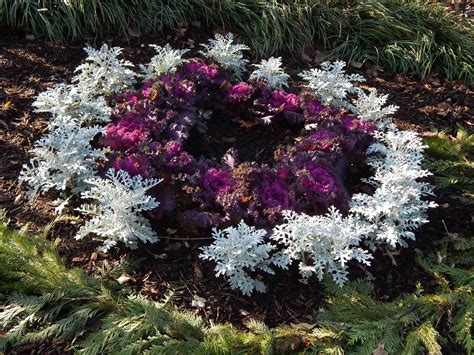 Dusty miller is the common name of several plants with grey or silver leaves. Dusty miller and Ornamental kale | Garden flower beds ...