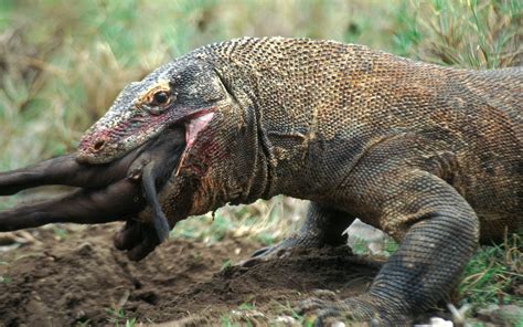 Download comodo dragon for windows pc from filehorse. Komodo Dragon Swallowing A Monkey Whole Is Giving Everyone ...