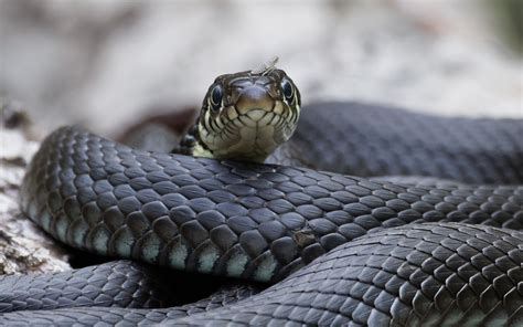 Schlange der gattung europäische wassernattern (natrix natrix). Ringelnatter (Forum für Naturfotografen)