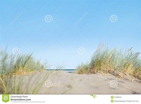 Sand Dunes With Grass On The Beach Stock Photo Image Of Seascape