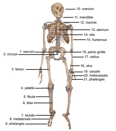 10 Human Body Systems Labeled Diagram