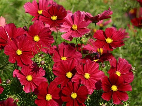 If you want the advantage of not needing to replant your garden beds every season, but still have gorgeous flowers the first year, this plant list is a good place to start when planning your next garden project. 15 Annuals for Cut Flowers | HGTV