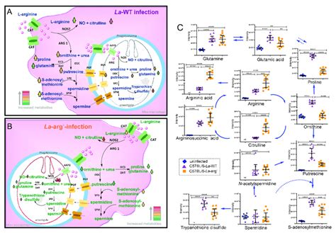 Schematic Representation Of L Arginine Metabolism In Download