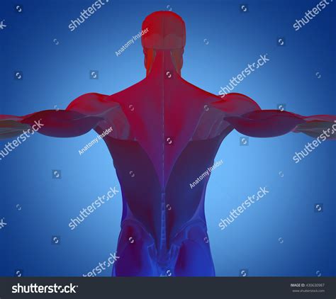 Human Anatomy Muscle Groups Torso Back Stock Illustration 430630987
