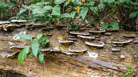 Mushrooms Growing On A Log Stock Photo Image Of Outdoor 137632204
