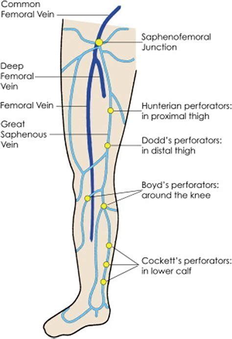 Venous Anatomy Lower Extremity Anatomical Charts And Posters