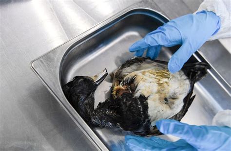 Vogelgrippe steht umgangssprachlich für folgende vogelkrankheiten: Vogelgrippe am Bodensee: Landesweite Suchaktion nach toten ...