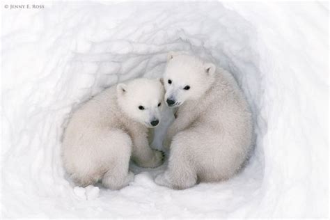 Trees Polar Bear Cubs And Panda Bears On Pinterest