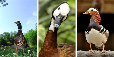 11 Australian Duck Breeds With Pictures Farming Base