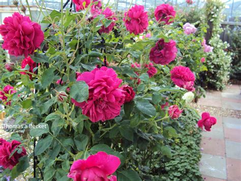 Quantity more relaxed in appearance than a typical english shrub rose bred by david austin, thomas becket is a rambling rose with shrubby growth, perfect for naturalistic or informal borders and hedges. David Austin Roses — BBC Gardeners' World Magazine