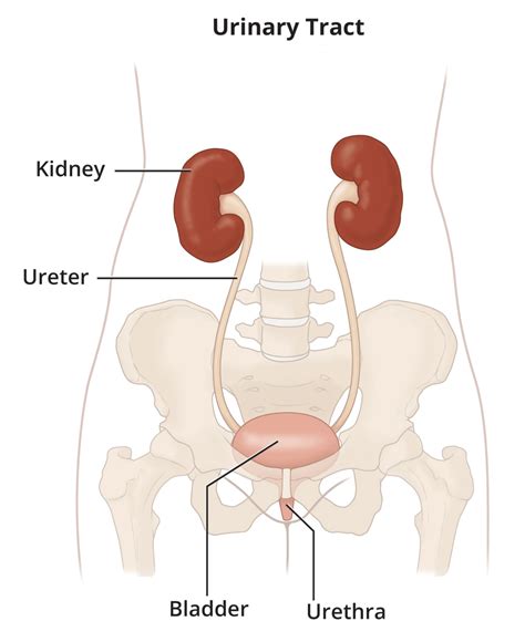 The Urinary Tract How It Works Niddk