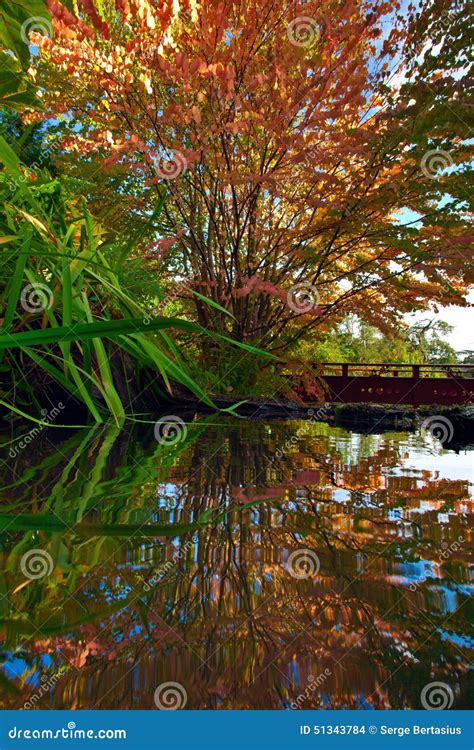 Autumn Tree At The Chinese Park Reflected I N The Water Stock Photo