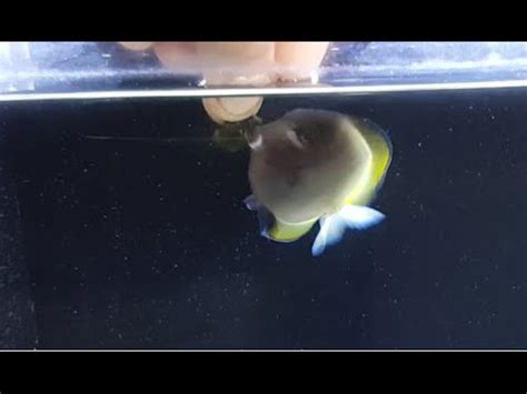 Maybe you would like to learn more about one of these? Gold Rim Tang Being Hand Fed - YouTube