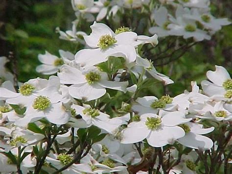 Flowering dogwood most missourians are familiar with the brilliant white spring display of dogwood blooms. Native Trees for Missouri Landscapes