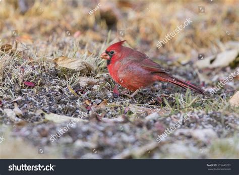 Male Northern Cardinal In Winter Stock Photo 515440201 Shutterstock