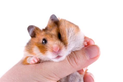 Hamster In Hand Stock Photo Image Of Cute Human Fluffy 14168150