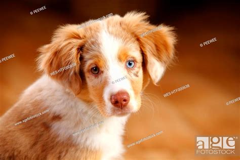 Miniature Australian Shepherd Puppy Red Merle Portrait Stock Photo