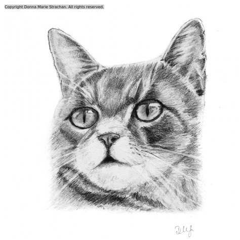 Cat Head Sketch Donna M Strachan