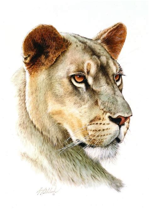 Free Free 56 Female Lion Head Svg SVG PNG EPS DXF File