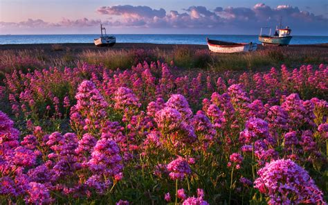 Nature Flowers Pink Purple Plants Fields Landscapes Boats