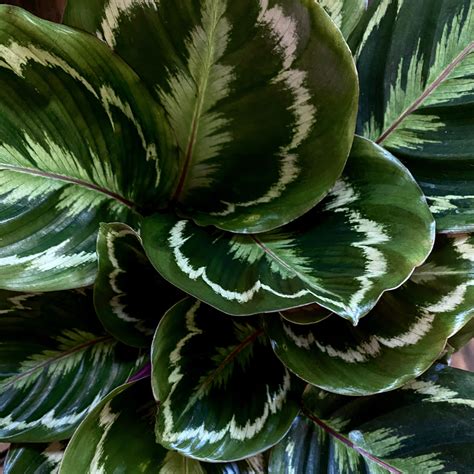 Calatheas Are Among The Most Beautiful Indoor Plants To Have Their