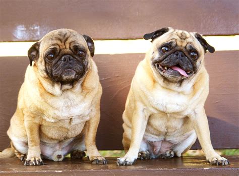 Pug Dog Behavior Breeding Caring Health Issues And Buying Quality
