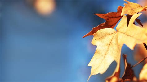 Wallpaper Sunlight Leaves Nature Branch Yellow Blue Color Tree