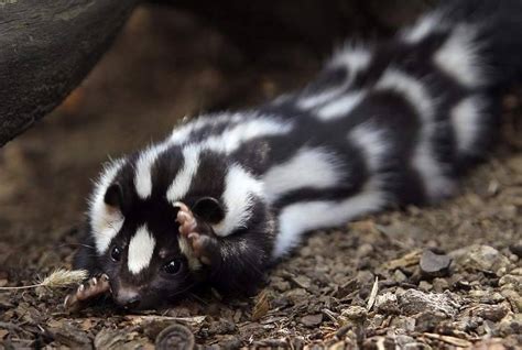 Dont Get Bit — Spotted Skunks Though They Are Closely Related To