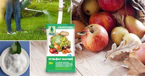 Сульфат магния поможет похудеть Сульфат магния: для чего нужно удобрение, инструкция по применению Сульфат магния: для чего нужно удобрение, инструкция по применению Сульфат магния поможет похудеть