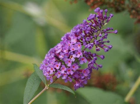 Grow Butterfly Bush Heres Why And How The Garden Glove