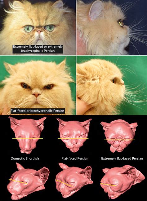 Smashed Face Cat Breeds