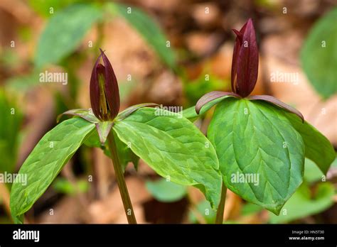 Trillium Hi Res Stock Photography And Images Alamy
