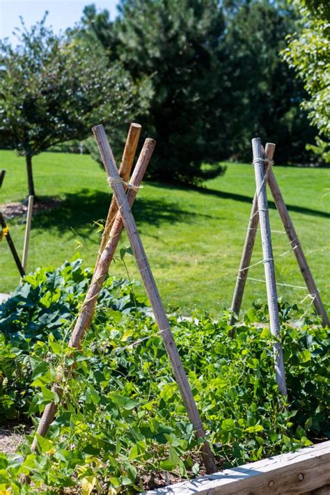 The materials needed to construct the teepees. How to Create a Trellis in Your Garden | HGTV