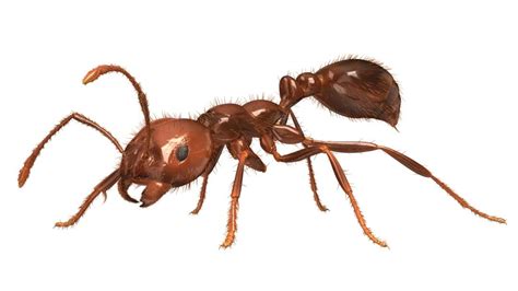How To Identify Fire Ants Pest Phobia