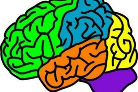 Download High Quality Brain Clipart Colorful Transparent Png Images