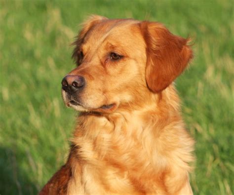 Classic golden retriever puppies are a great choice for their loyal, caring dispositions and golden retrievers are an intelligent breed with a good work ethic and generally good temperaments. Dark Golden Retriever Stud Dog | Newark, Nottinghamshire ...