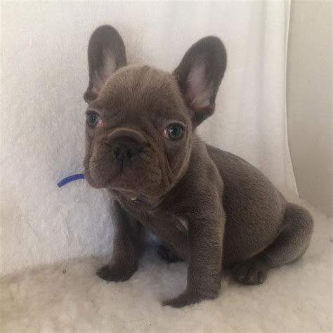 Thank you for visiting our website, and your interest in our bullies. French Bulldog Puppies For Sale | Columbus, OH #291836