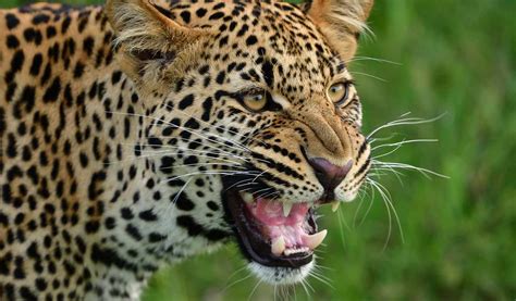 six yr old girl killed in leopard attack in up telangana today
