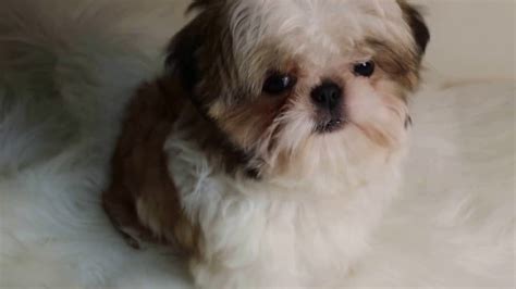 Advice from breed experts to make a safe choice. IMPERIAL SHIH TZU PUPPIES, SHIH TZU PUPPIES, FOR SALE ...