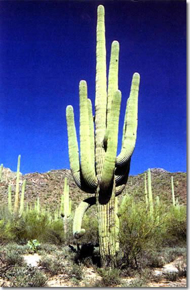 How does the saguaro cactus protect itself? How BIG will a SAGUARO get? - Off Topic - City Profile Forum