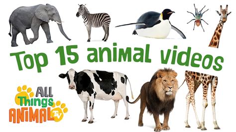 Top 15 Amazing Animals For Kids Playlist All Things Animal Tv