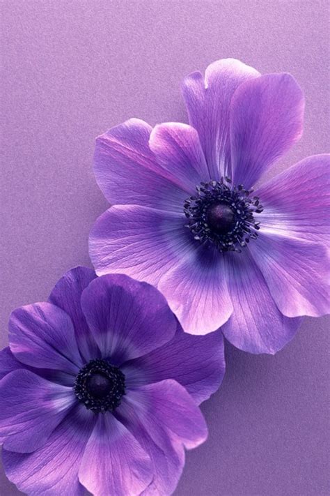 50 Purple Flower Wallpaper For Iphone Wallpapersafari