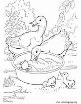 Coloring Ducks Ducklings Couple His Duck Duckling sketch template