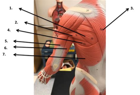 Back Of Arm Muscles Diagram Shoulder Anatomy Eorthopod Com The