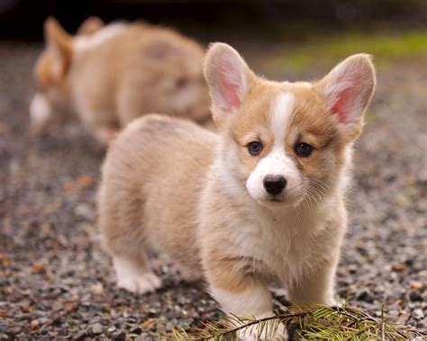 The 30 Cutest Corgi Puppies Of All Time Best Photography Art