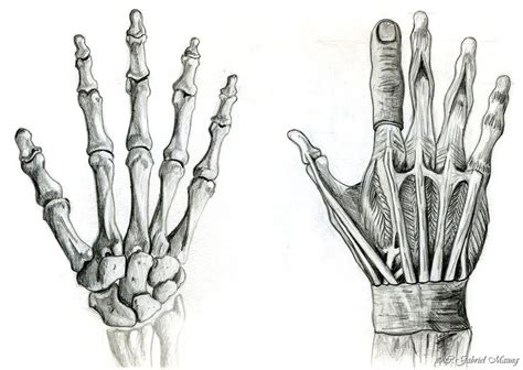 Bildresultat för hands anatomy Human anatomy drawing Human figure