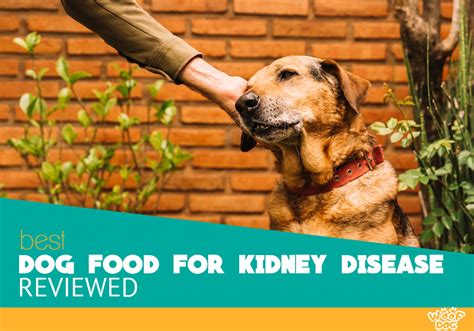 Homemade dog food kidney disease must be an essential part of dog's diet. Best Dog Food for Kidney Disease? Top 7 Brands Reviewed