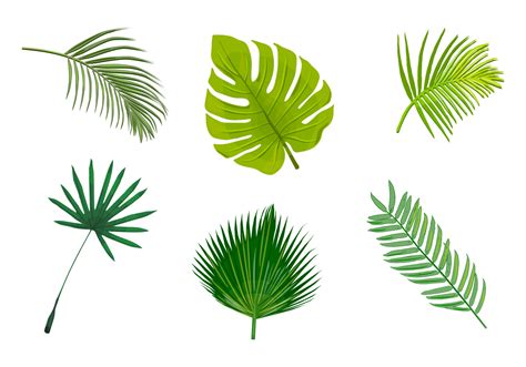 Palm Leaf Isolated Vectors Download Free Vector Art Stock Graphics
