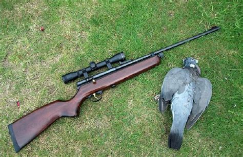 Best Air Rifle To Kill Pigeons Hunting For Answers Newbie Prepper