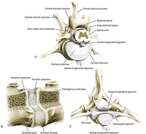 Thoracolumbar Spine Veterian Key